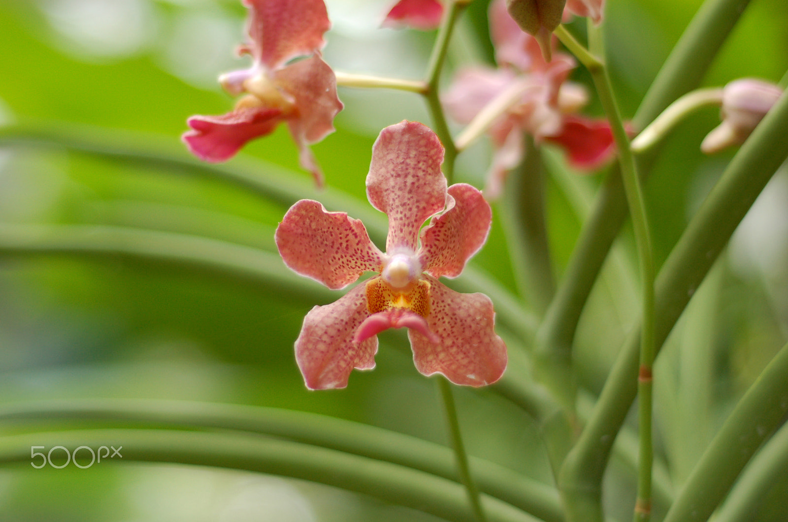 Nikon D50 sample photo. Orchids photography