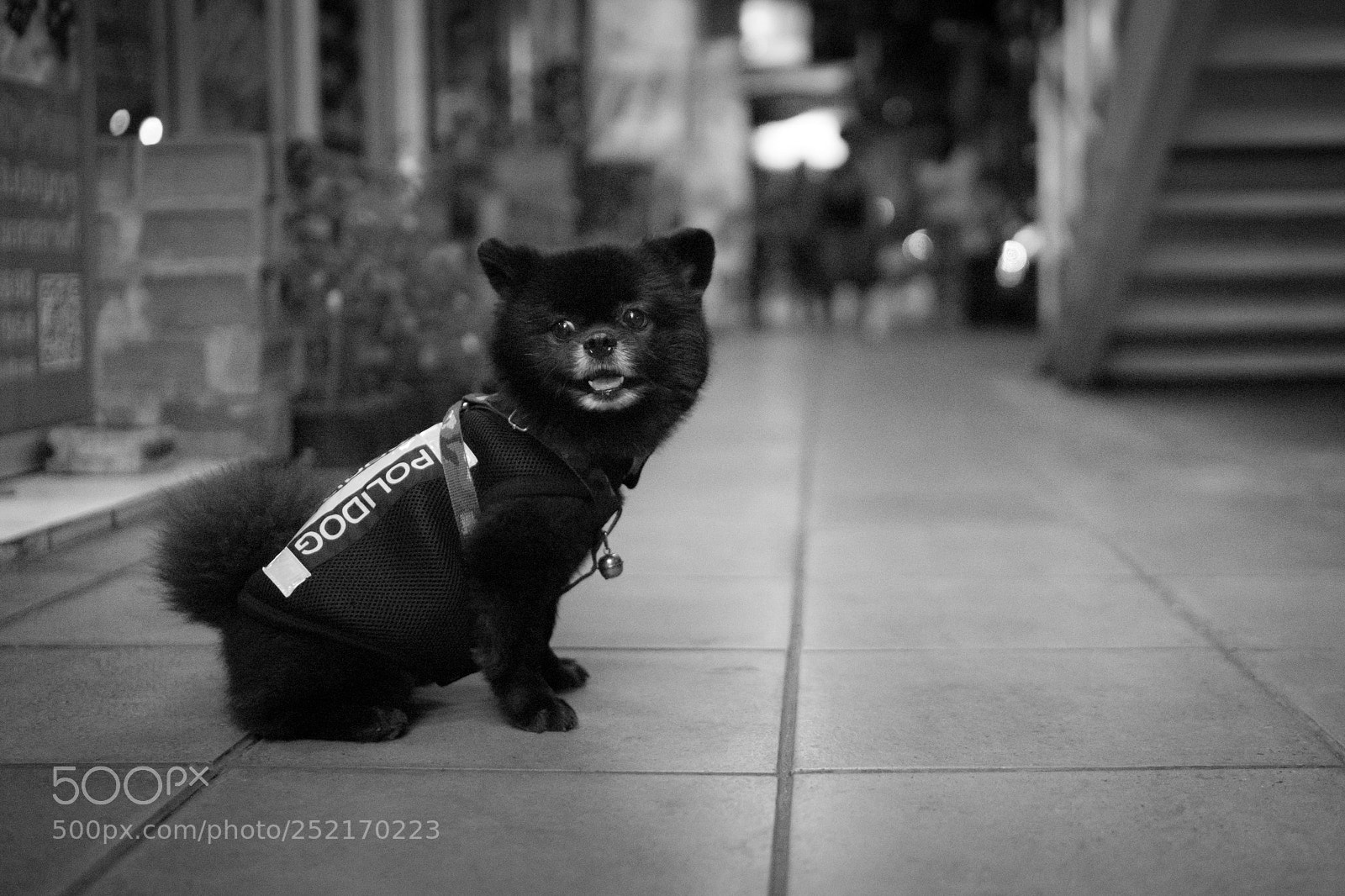 Sony a7 II sample photo. Polidog photography
