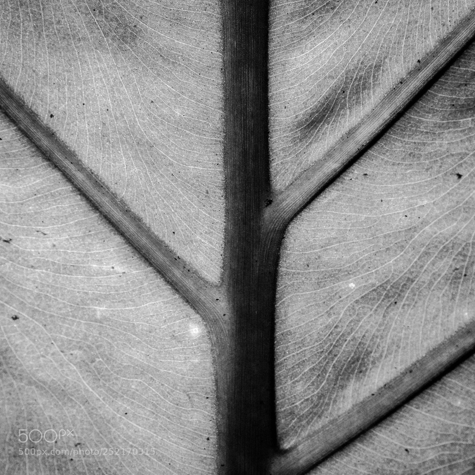 Nikon D7000 sample photo. #photosyntesis photography