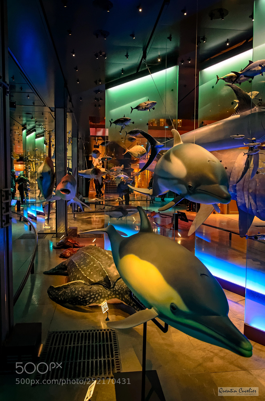 Nikon D7000 sample photo. National museum of natural photography