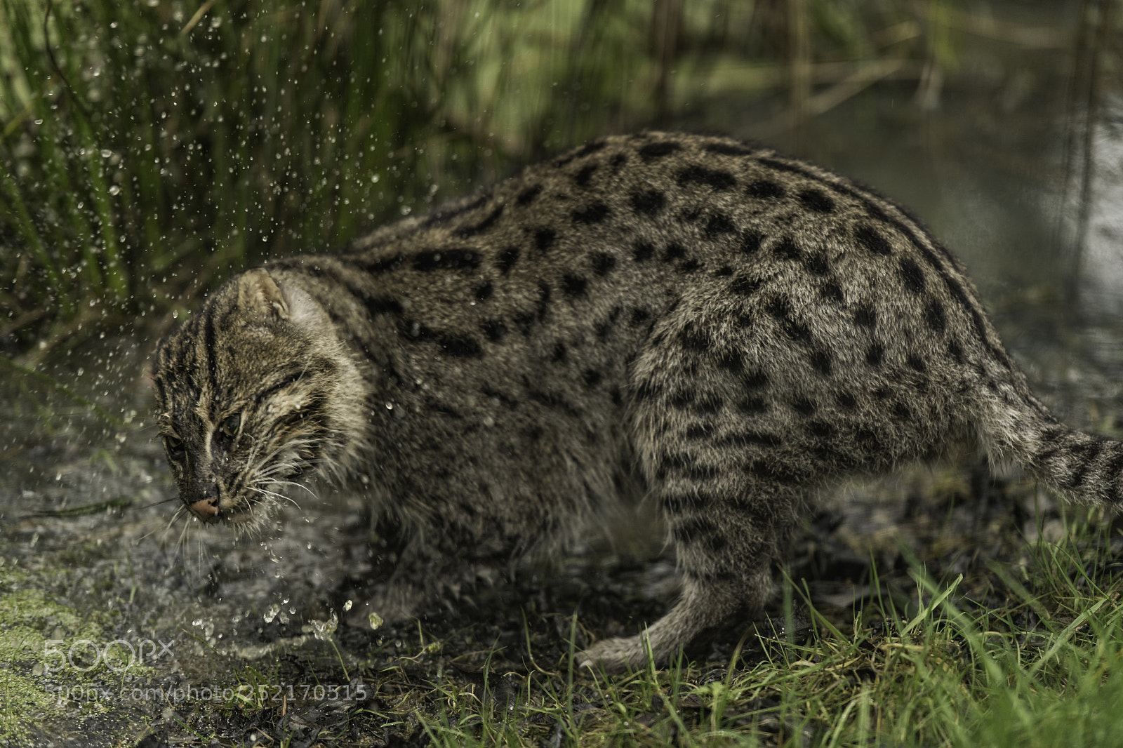Nikon D5 sample photo. Fishing cat series photography
