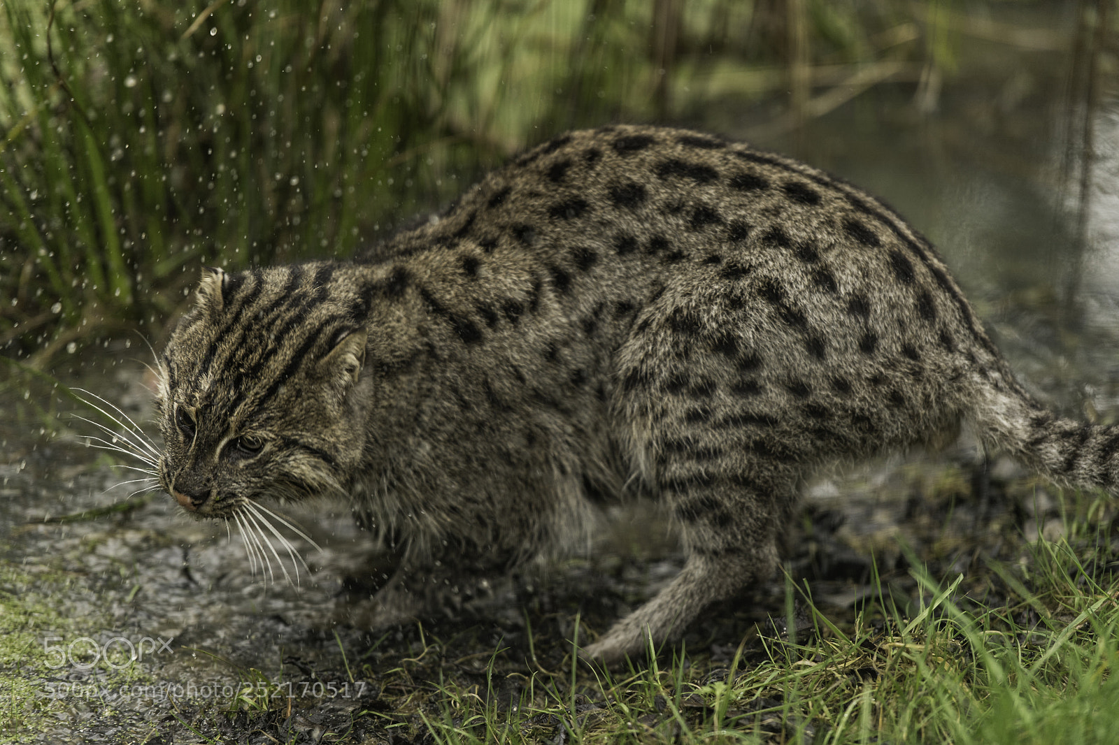 Nikon D5 sample photo. Fishing cat series photography