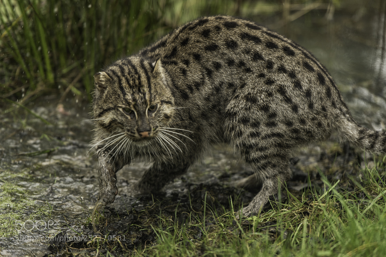 Nikon D5 sample photo. Fishing cat series photography