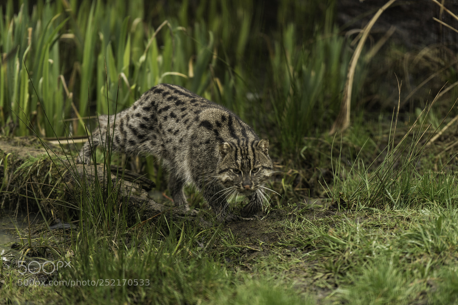 Nikon D5 sample photo. Fishing cat series photography