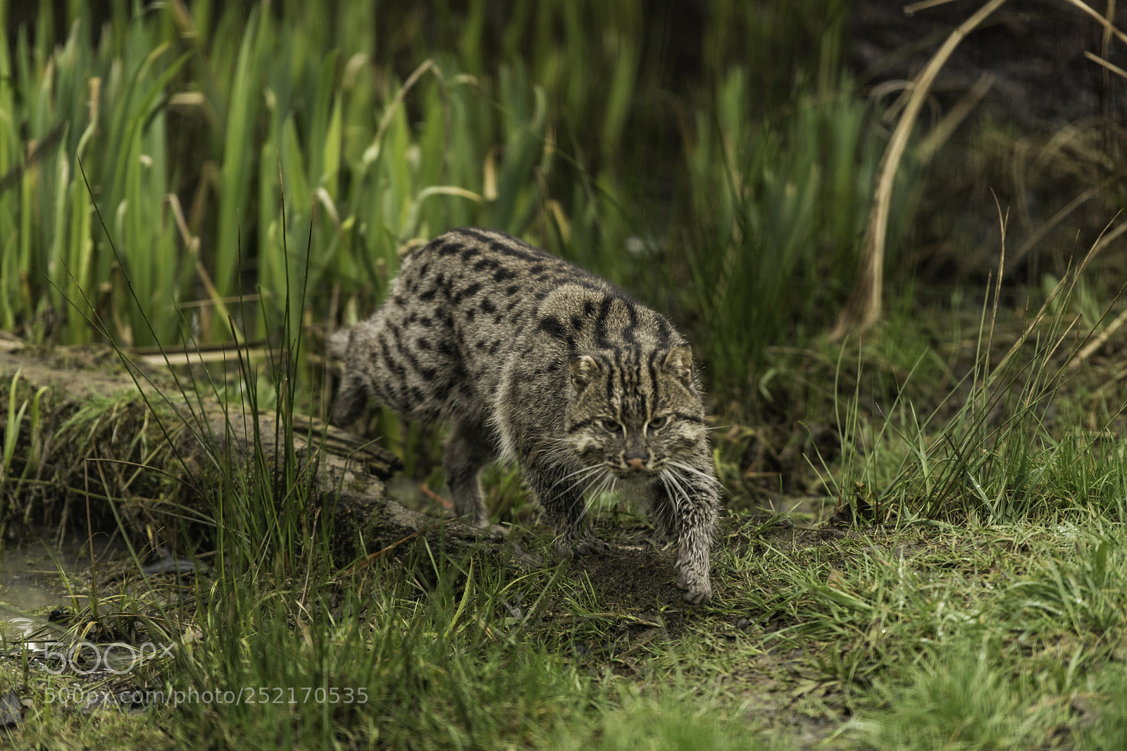 Nikon D5 sample photo. Fishing cat series photography