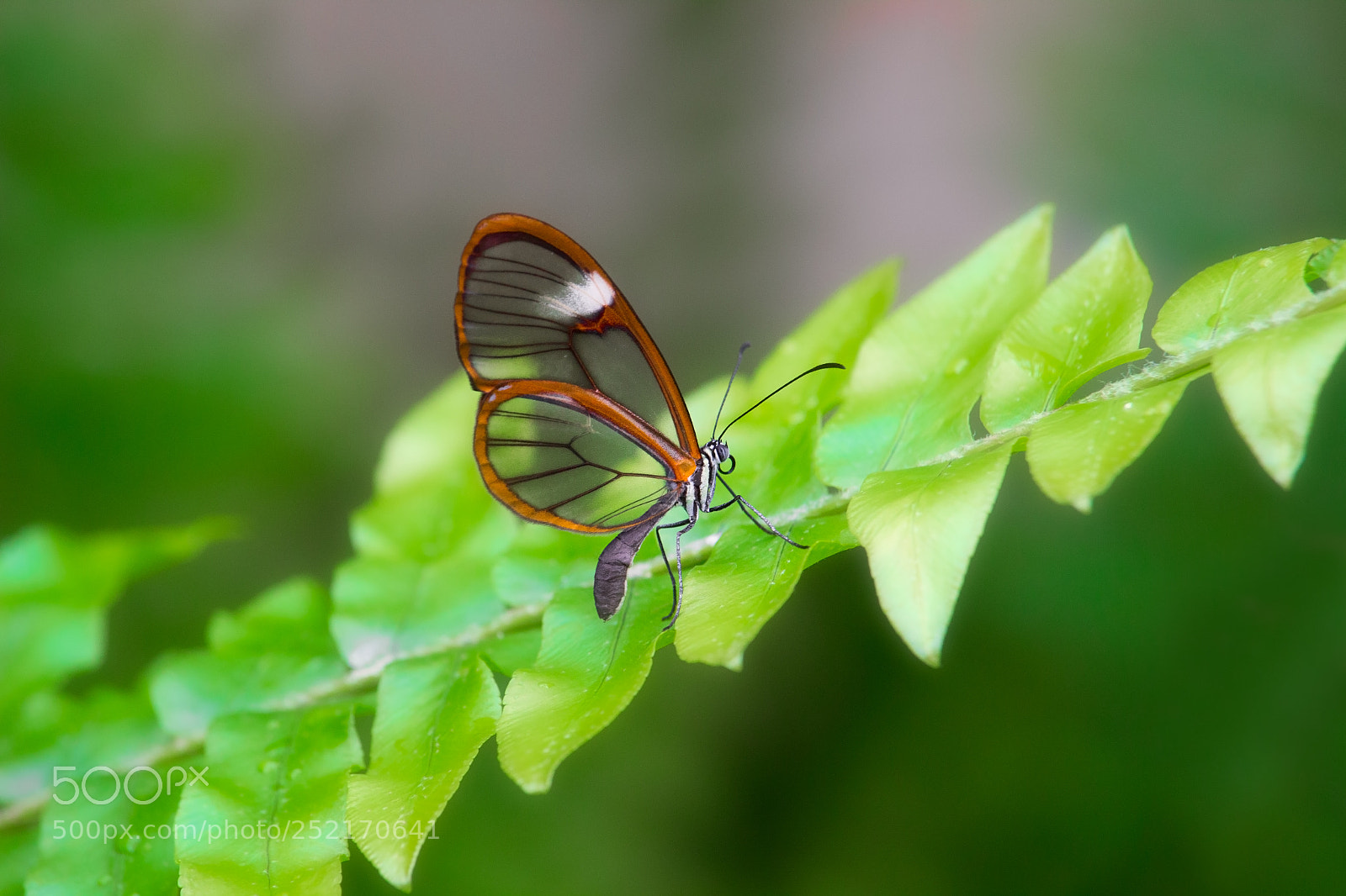 Canon EOS 600D (Rebel EOS T3i / EOS Kiss X5) sample photo. Costa rican clearwing photography