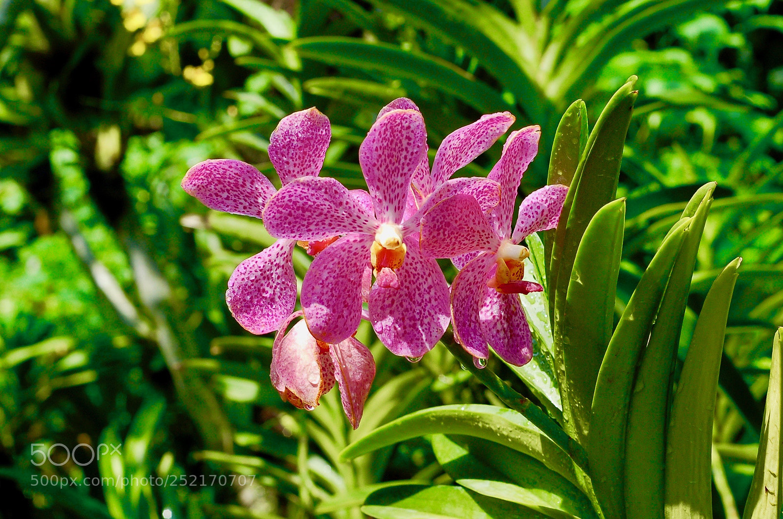 Nikon D50 sample photo. Orchids photography