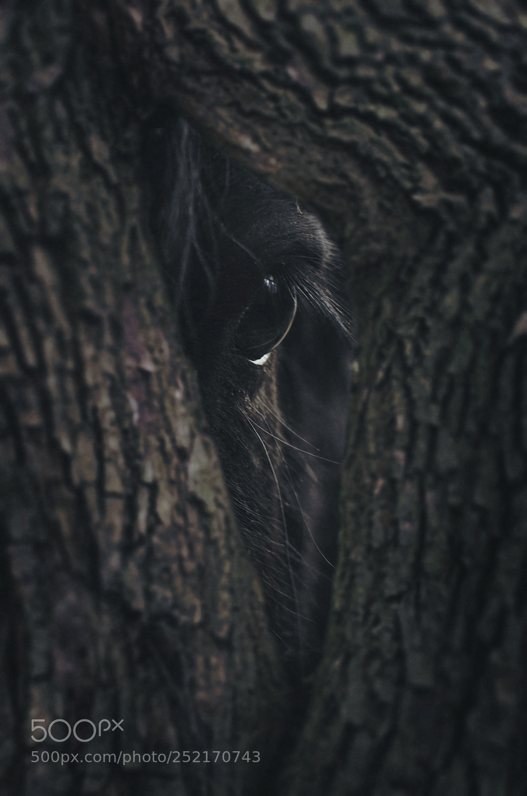 Nikon D5100 sample photo. Eye of nature photography