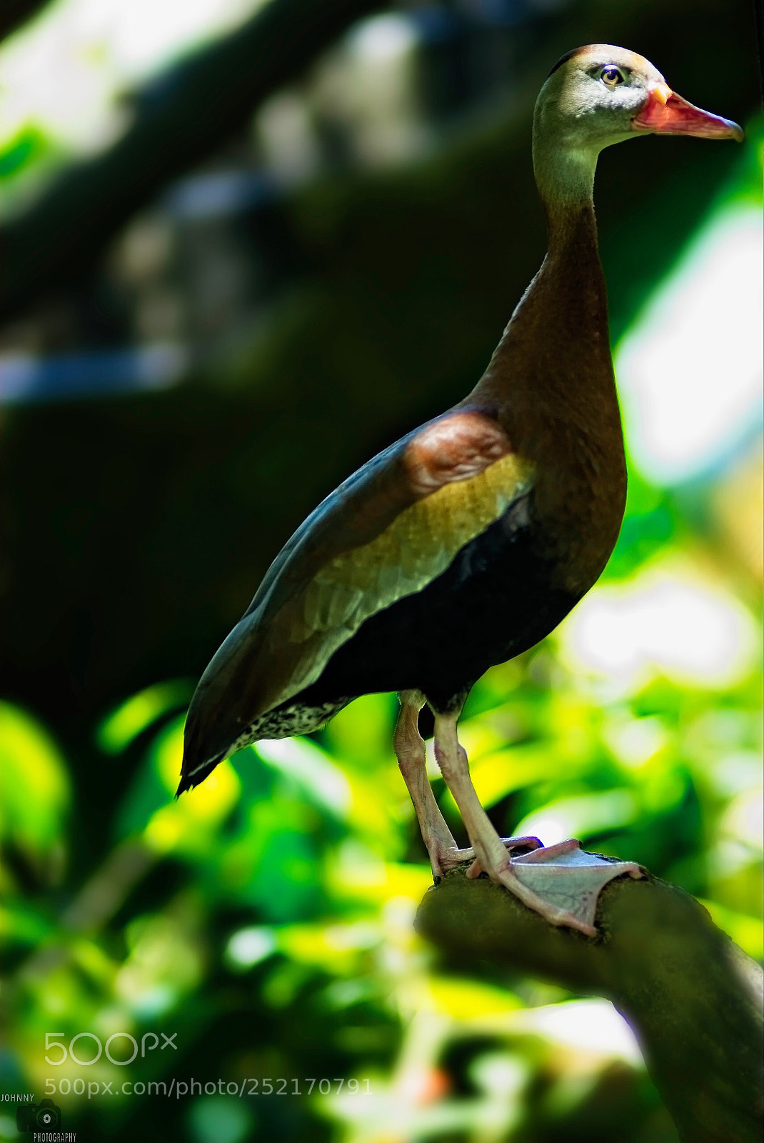Sony a7R II sample photo. Pinche. photography