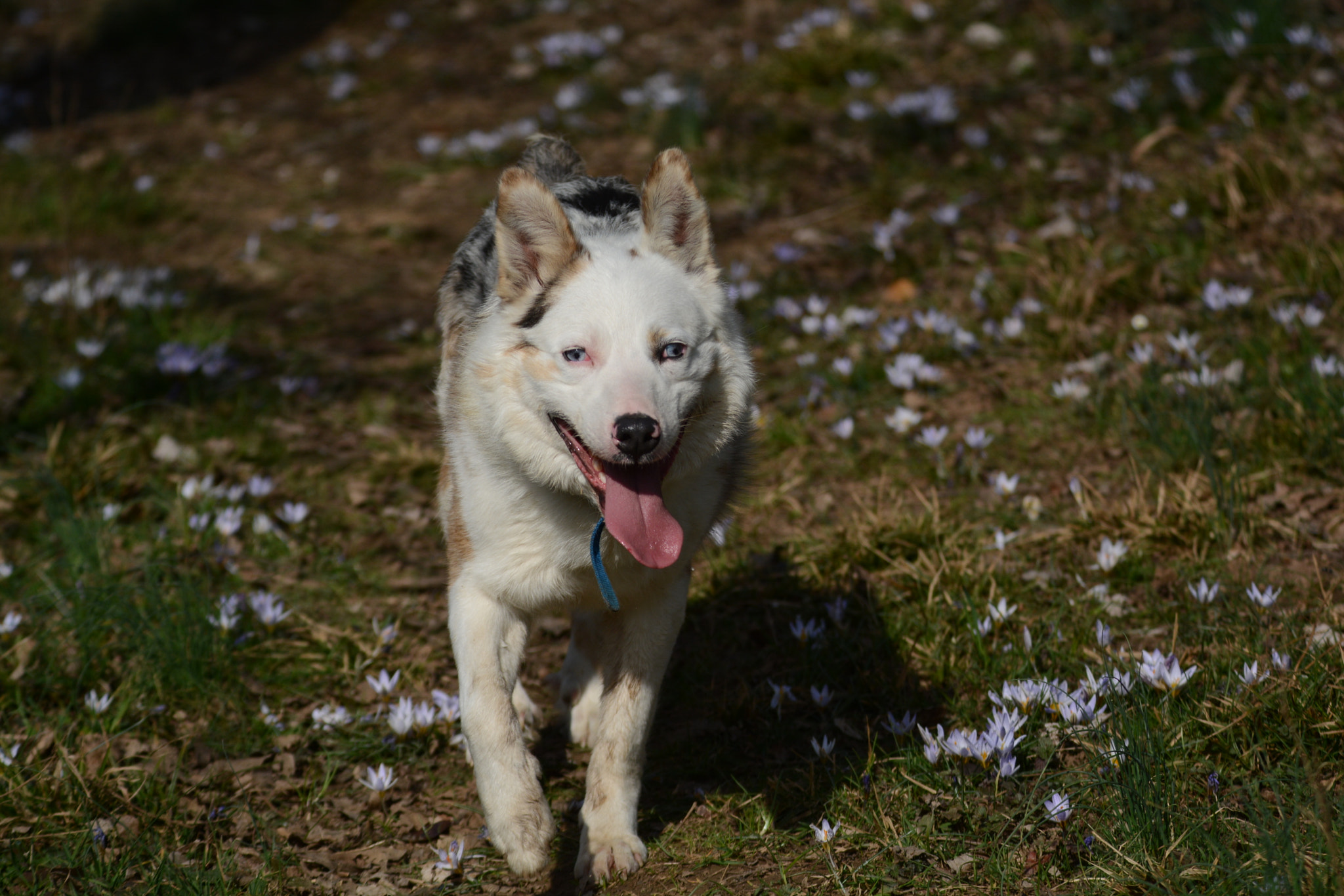 Nikon D5200 sample photo. Rufus photography