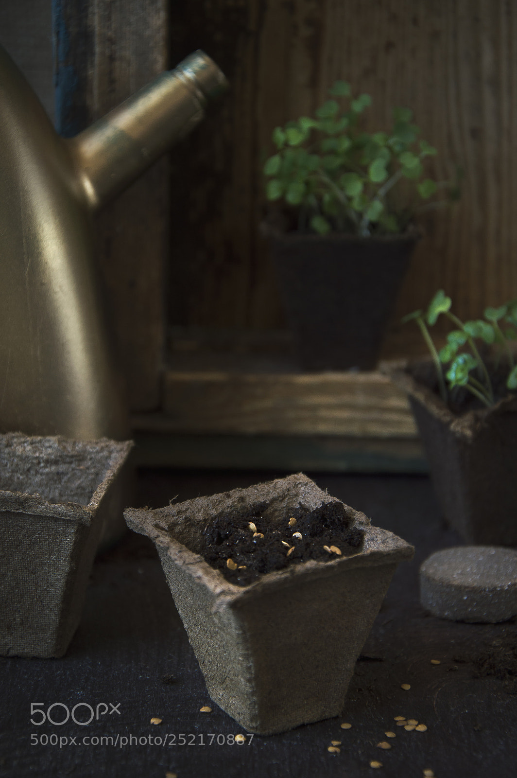 Nikon D3200 sample photo. Seedling photography