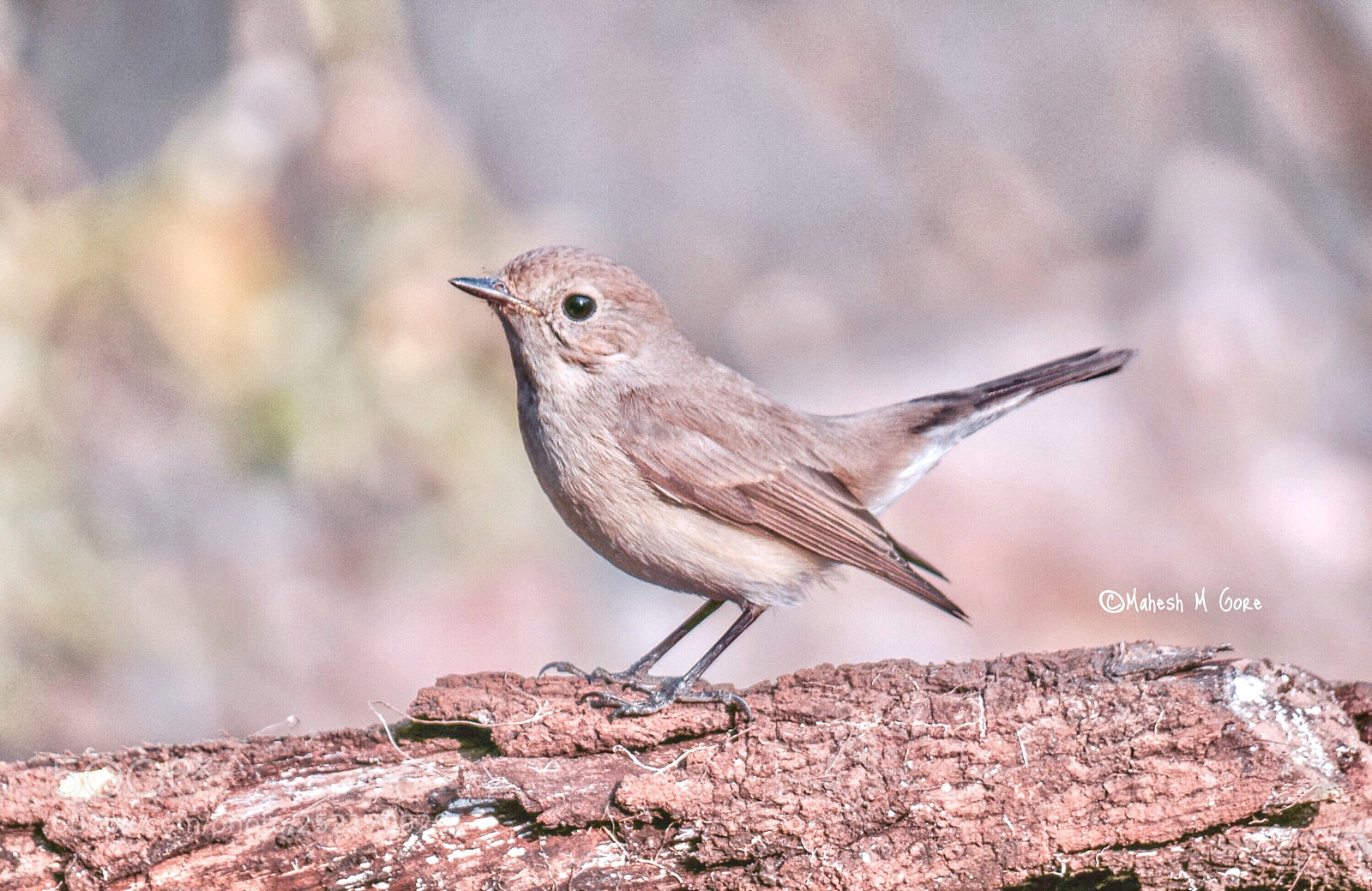 Nikon D5300 sample photo. Residents of valley photography