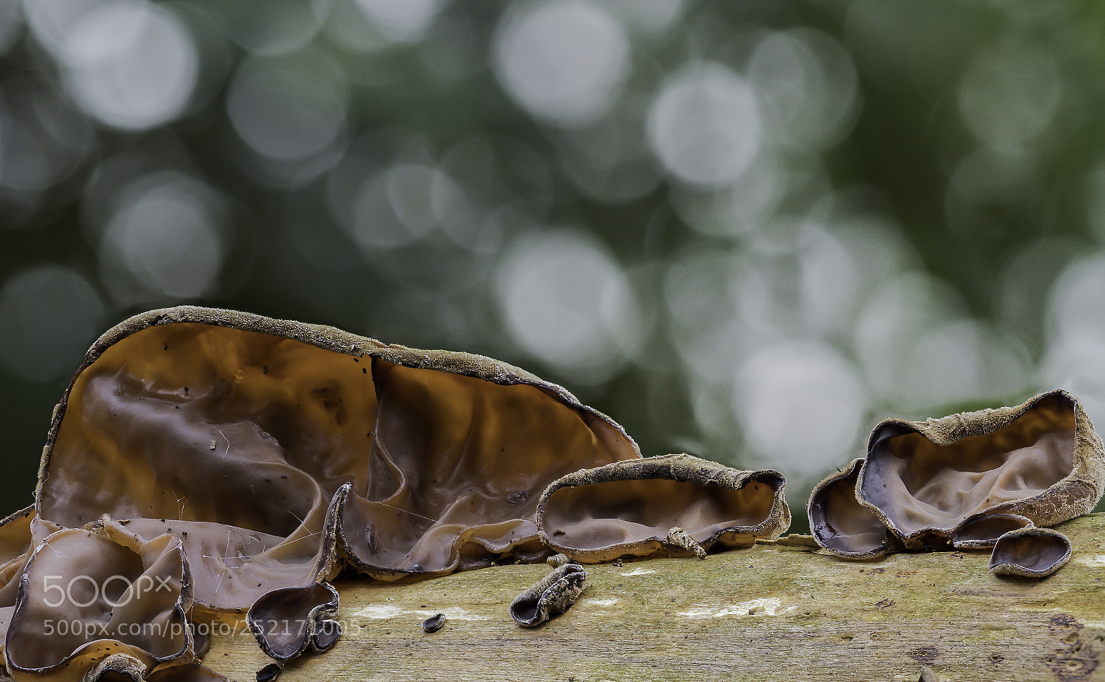 Olympus OM-D E-M1 Mark II sample photo. Auricularia auricula-judae photography
