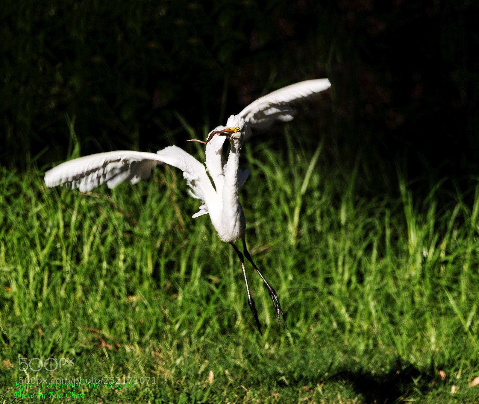 Canon EOS-1D X Mark II sample photo. Egret photography