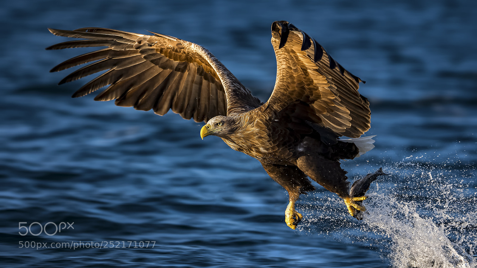 Panasonic Lumix DC-G9 sample photo. Sea eagle photography