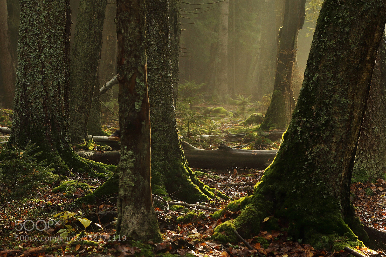 Canon EOS 7D Mark II sample photo. Forest photography