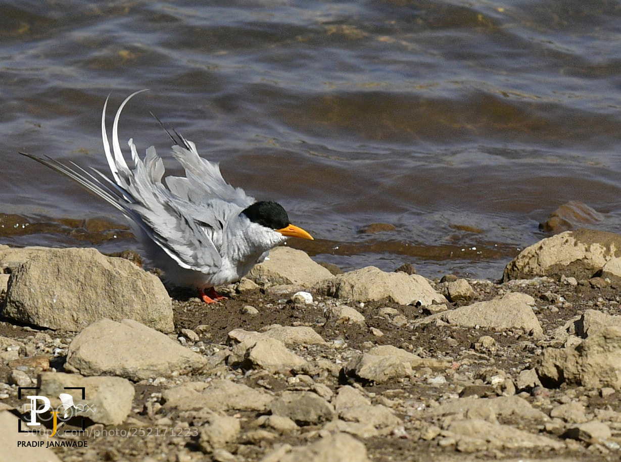 Nikon D5 sample photo. River tern photography
