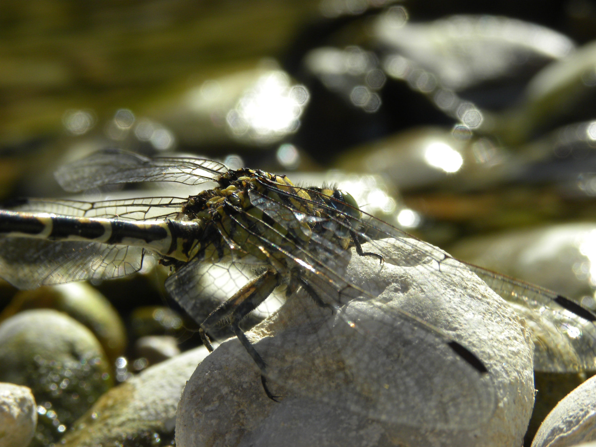 Nikon Coolpix P90 sample photo. Dragonfly photography