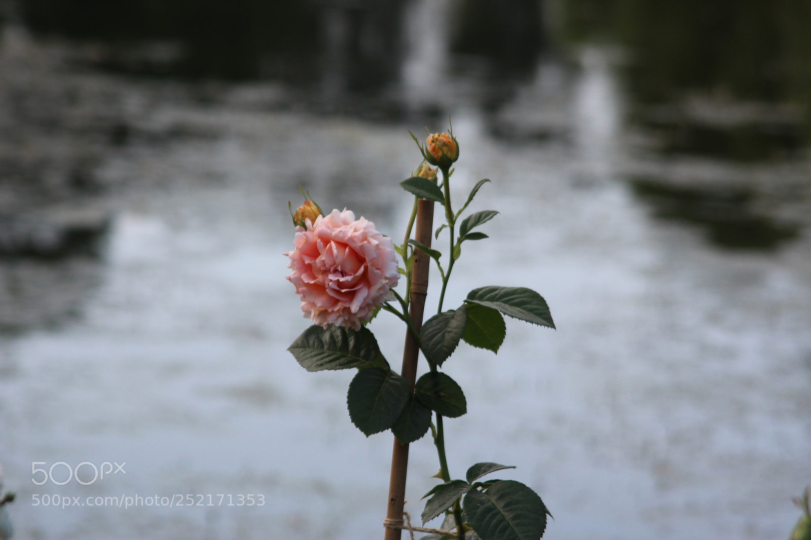 Canon EOS 600D (Rebel EOS T3i / EOS Kiss X5) sample photo. Rose. photography