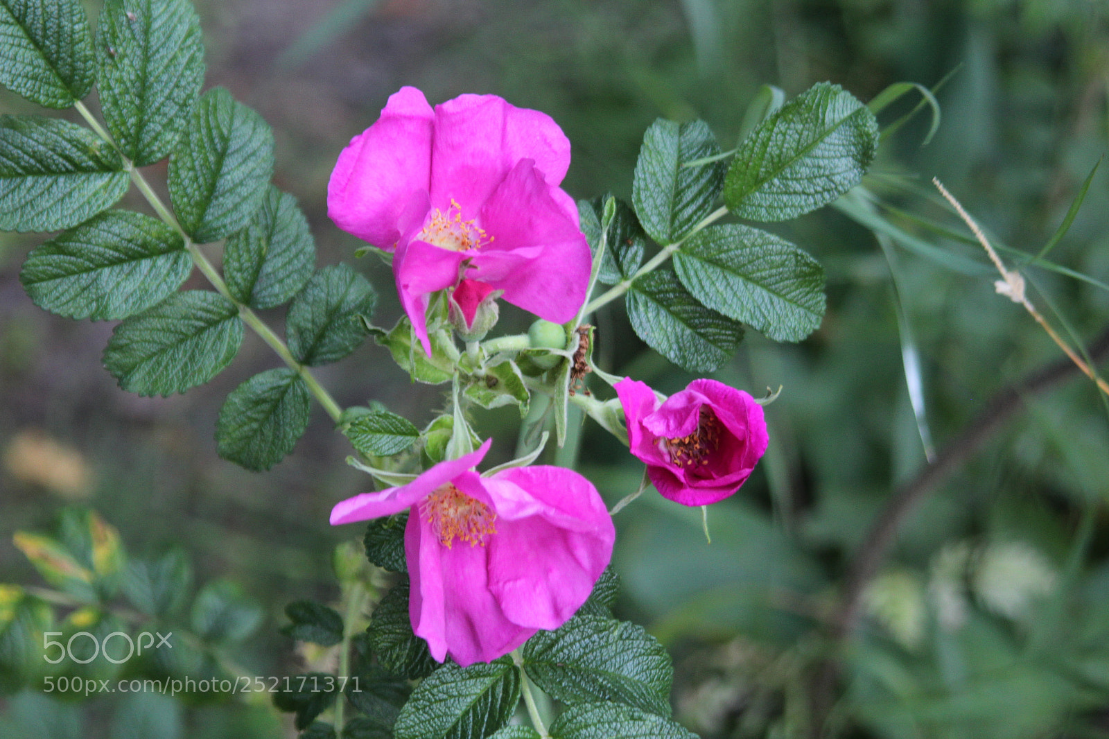 Canon EOS 600D (Rebel EOS T3i / EOS Kiss X5) sample photo. Pink flower. photography