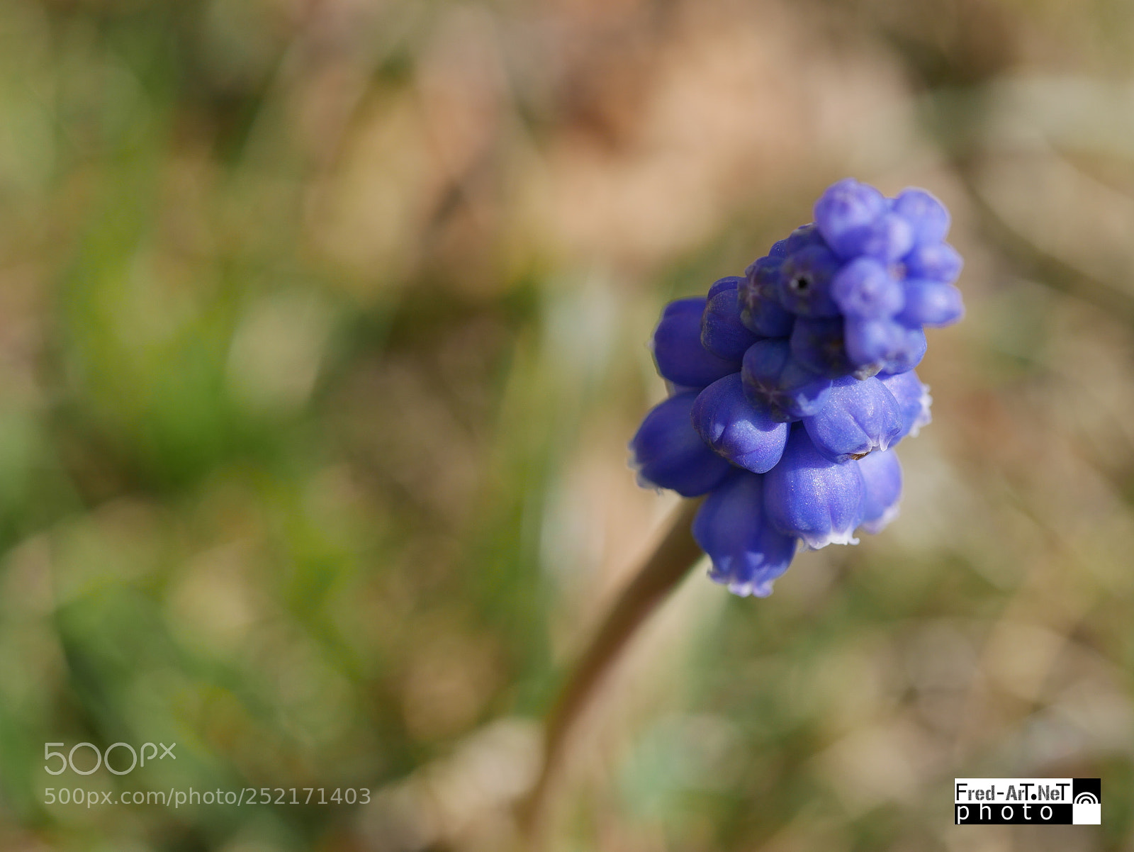 Panasonic DMC-G70 sample photo. De flou bleu! photography