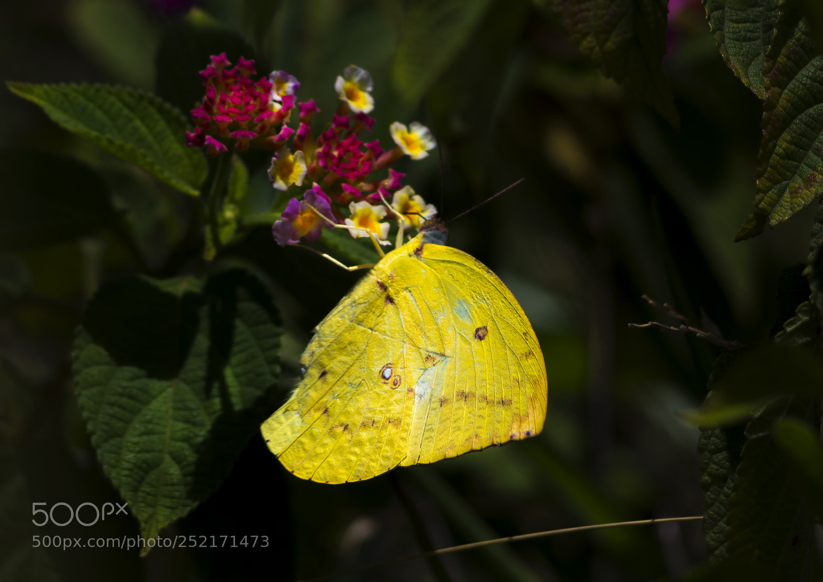 Pentax K-50 sample photo. Butterfly photography