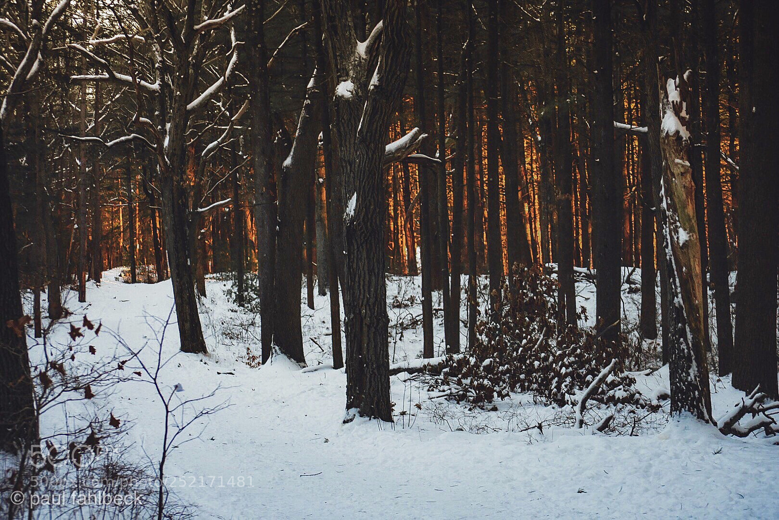 Nikon D7200 sample photo. Sunset in the trees photography