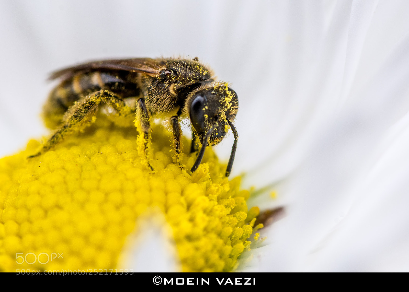 Nikon D7100 sample photo. Bee photography