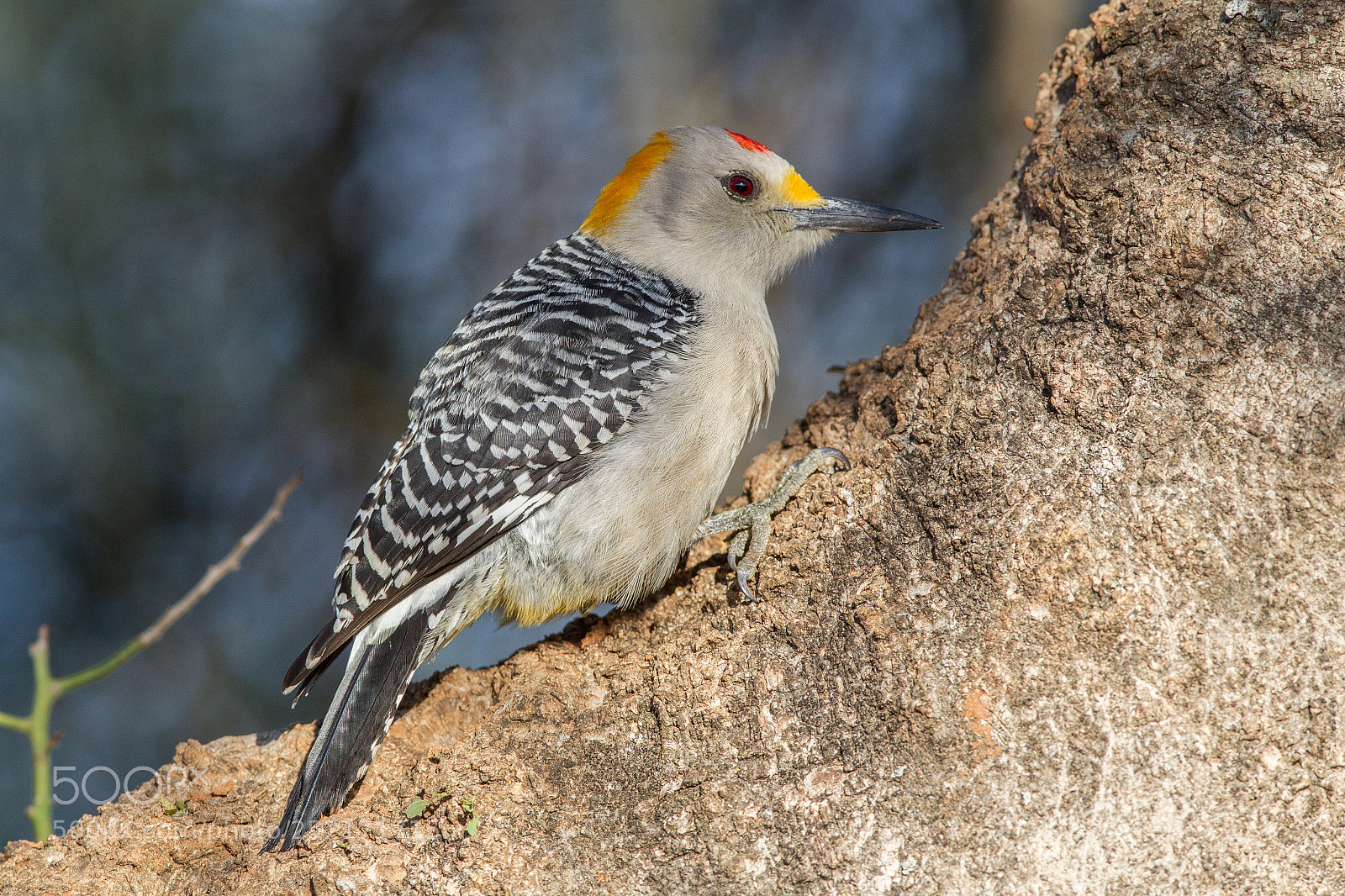 Canon EOS-1D Mark IV sample photo. Golden-fronted woodpecker photography