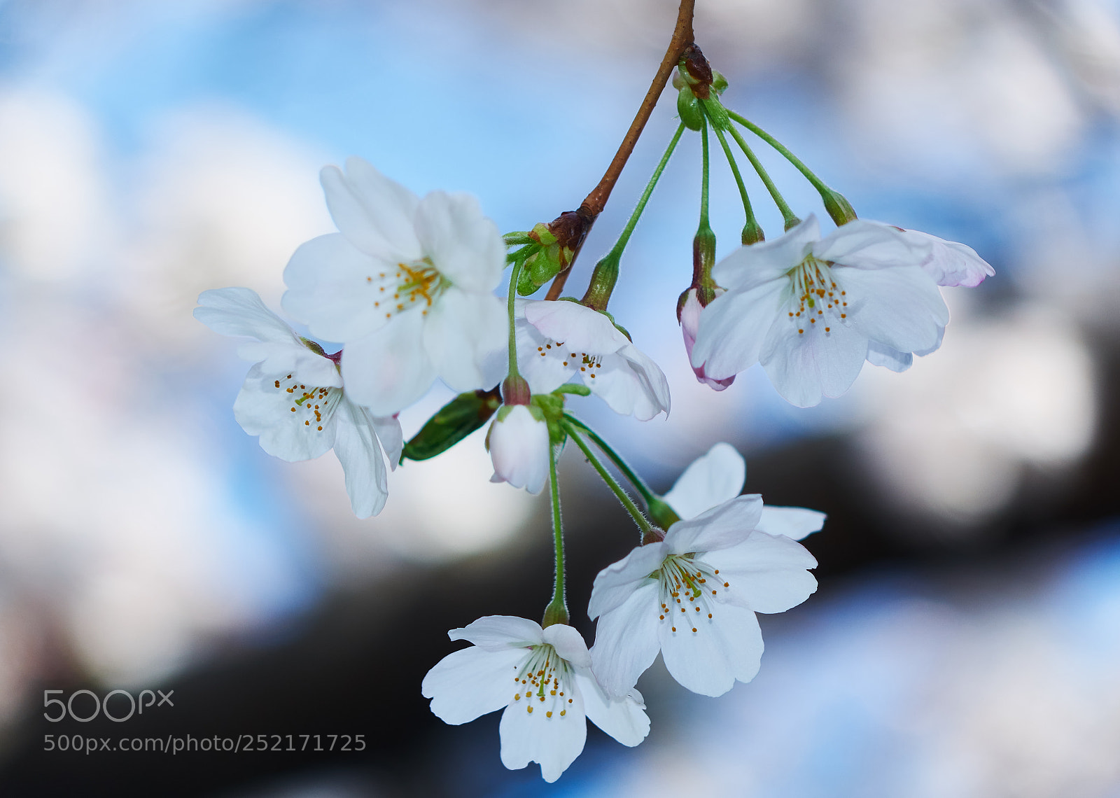 Sony Cyber-shot DSC-RX10 sample photo. Cherry blossom in spring photography