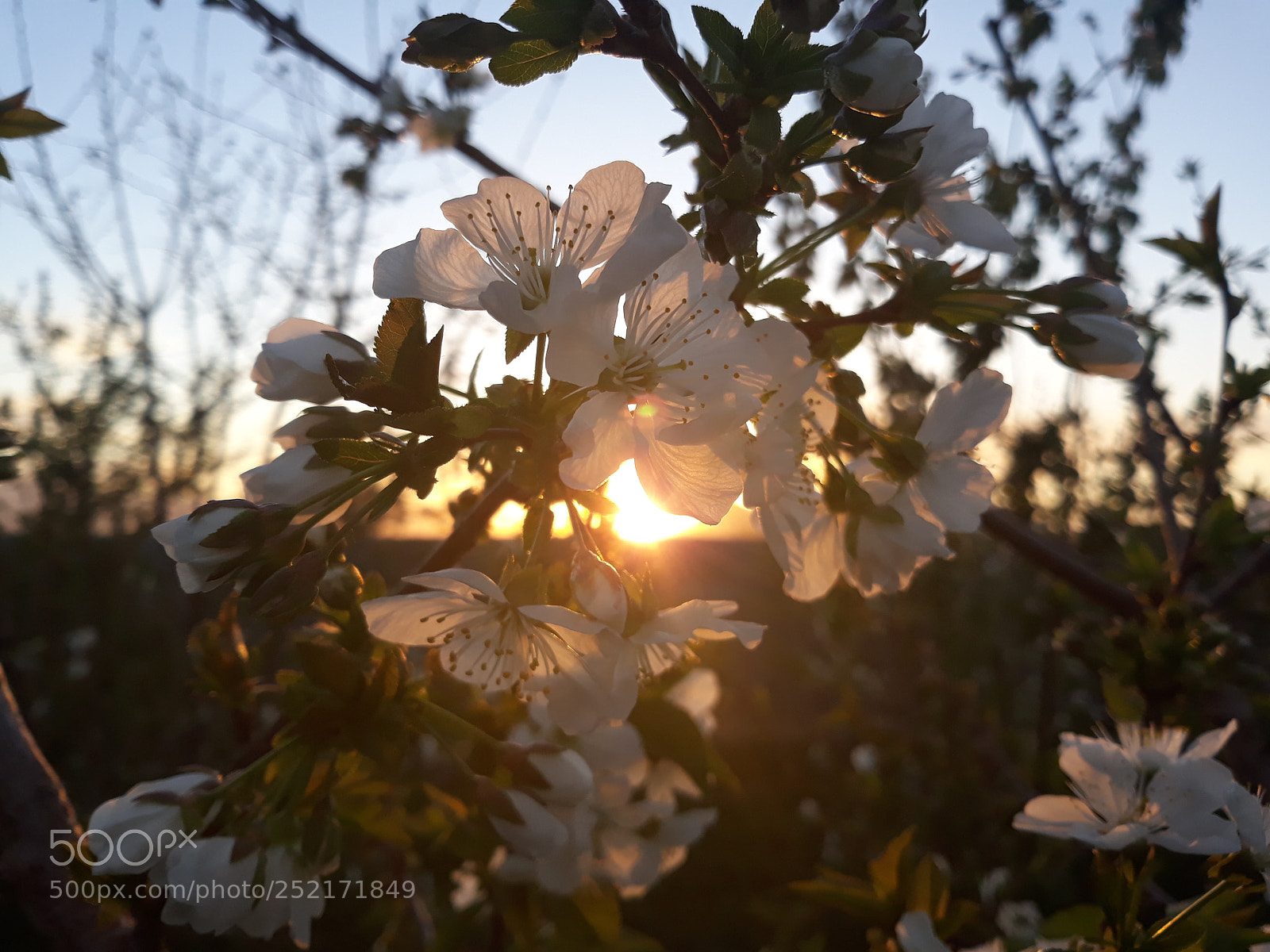 Samsung Galaxy J7 sample photo. ?? sunset in spring ?? photography