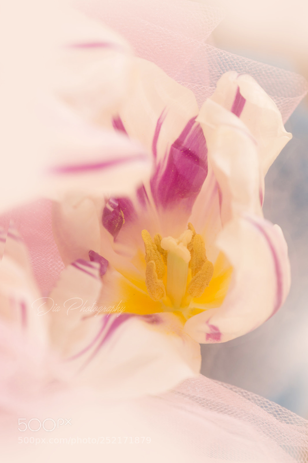 Olympus OM-D E-M10 sample photo. Spring abstraction photography