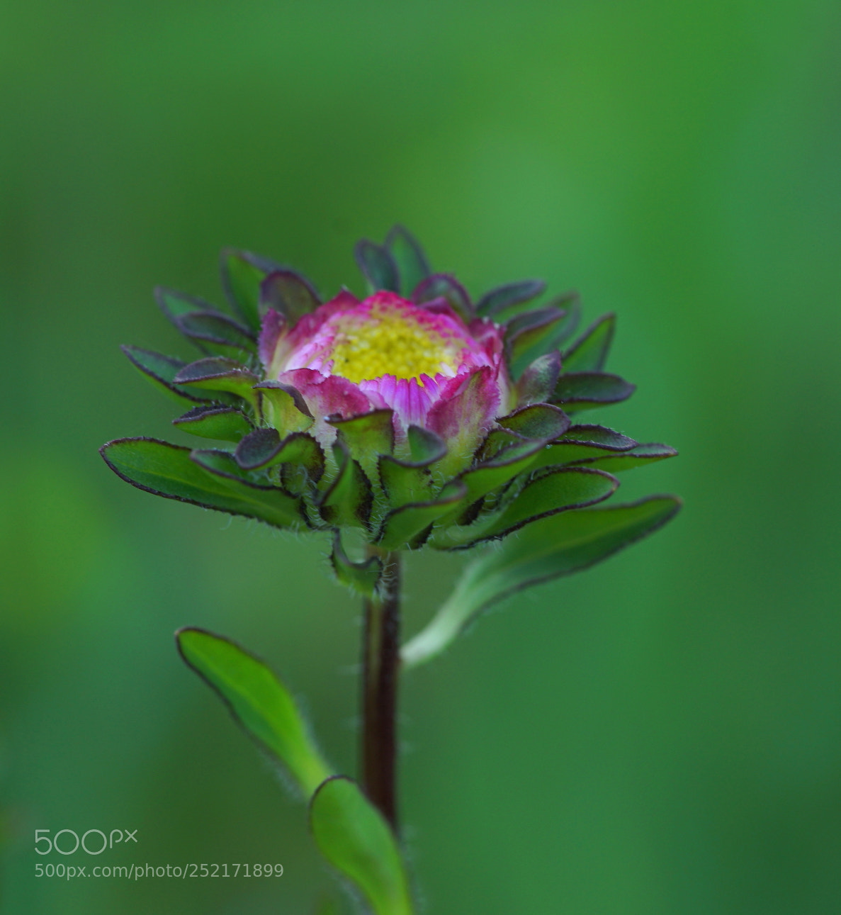Sony a7 II sample photo. Aster photography