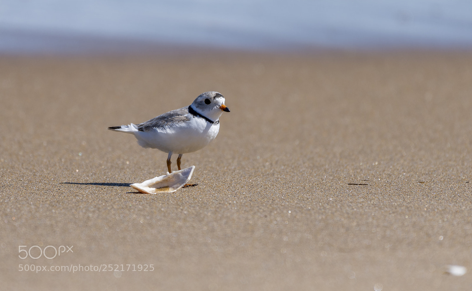 Nikon D810 sample photo. Piping plover (charadrius melodus) photography