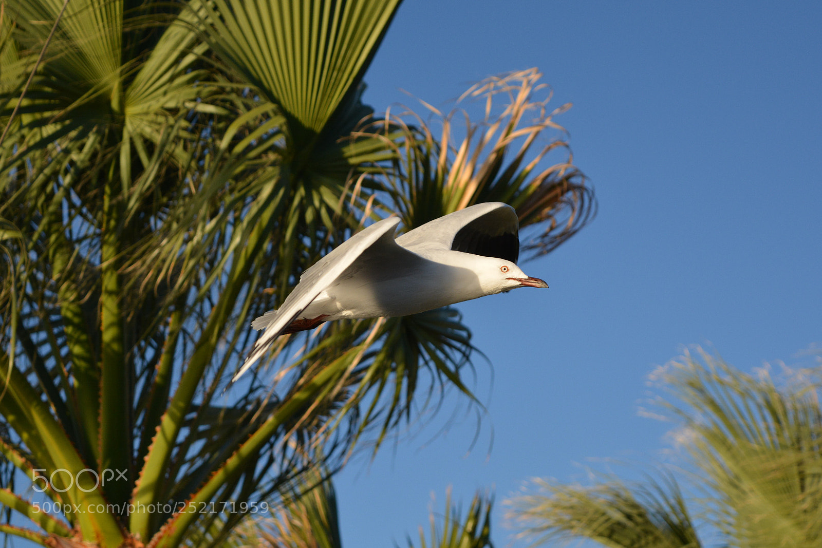 Nikon D5200 sample photo. Seagull photography