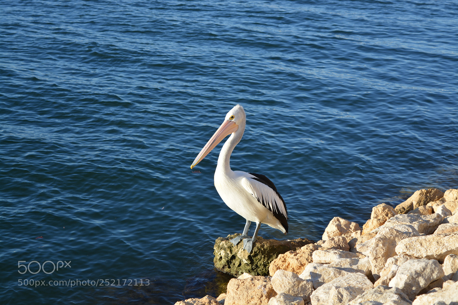 Nikon D5200 sample photo. Pelican photography