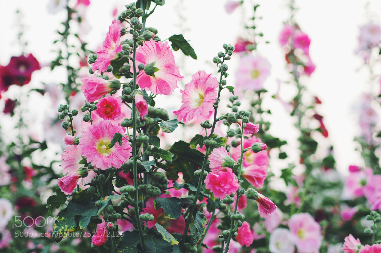Olympus PEN E-P5 sample photo. Untitled photography