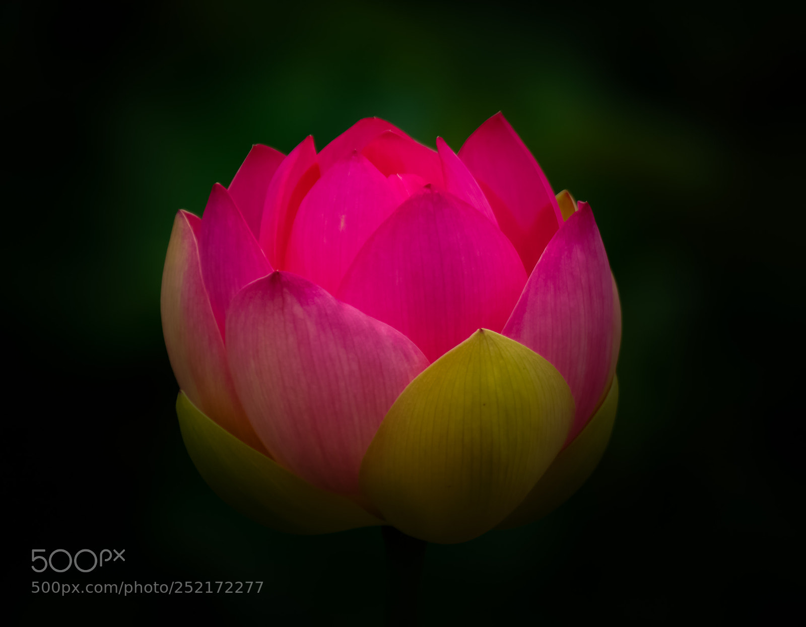 Sony a6000 sample photo. Red lantern photography