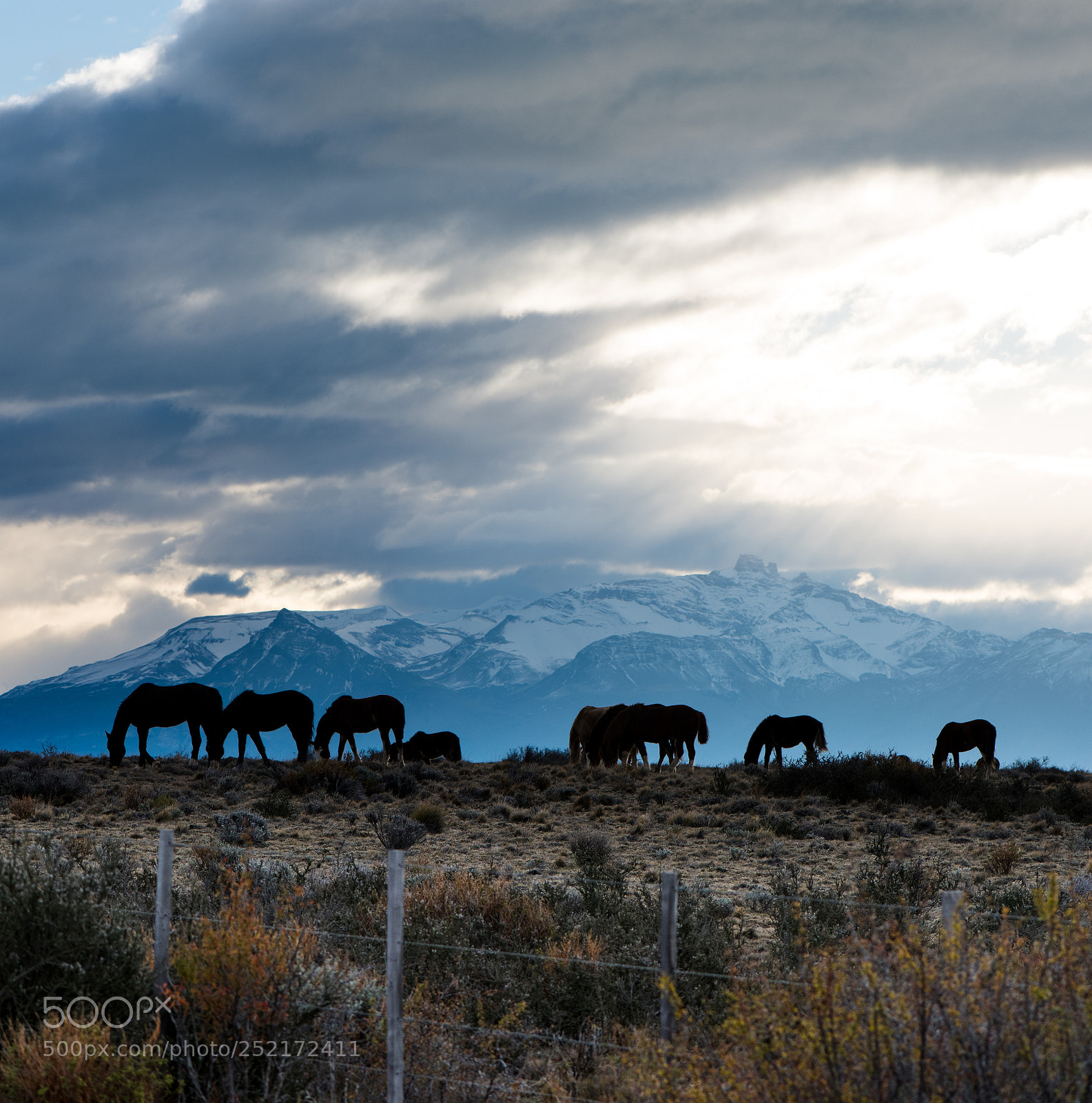 Nikon D810 sample photo. Photos.kpburgess.com - grazing horses photography