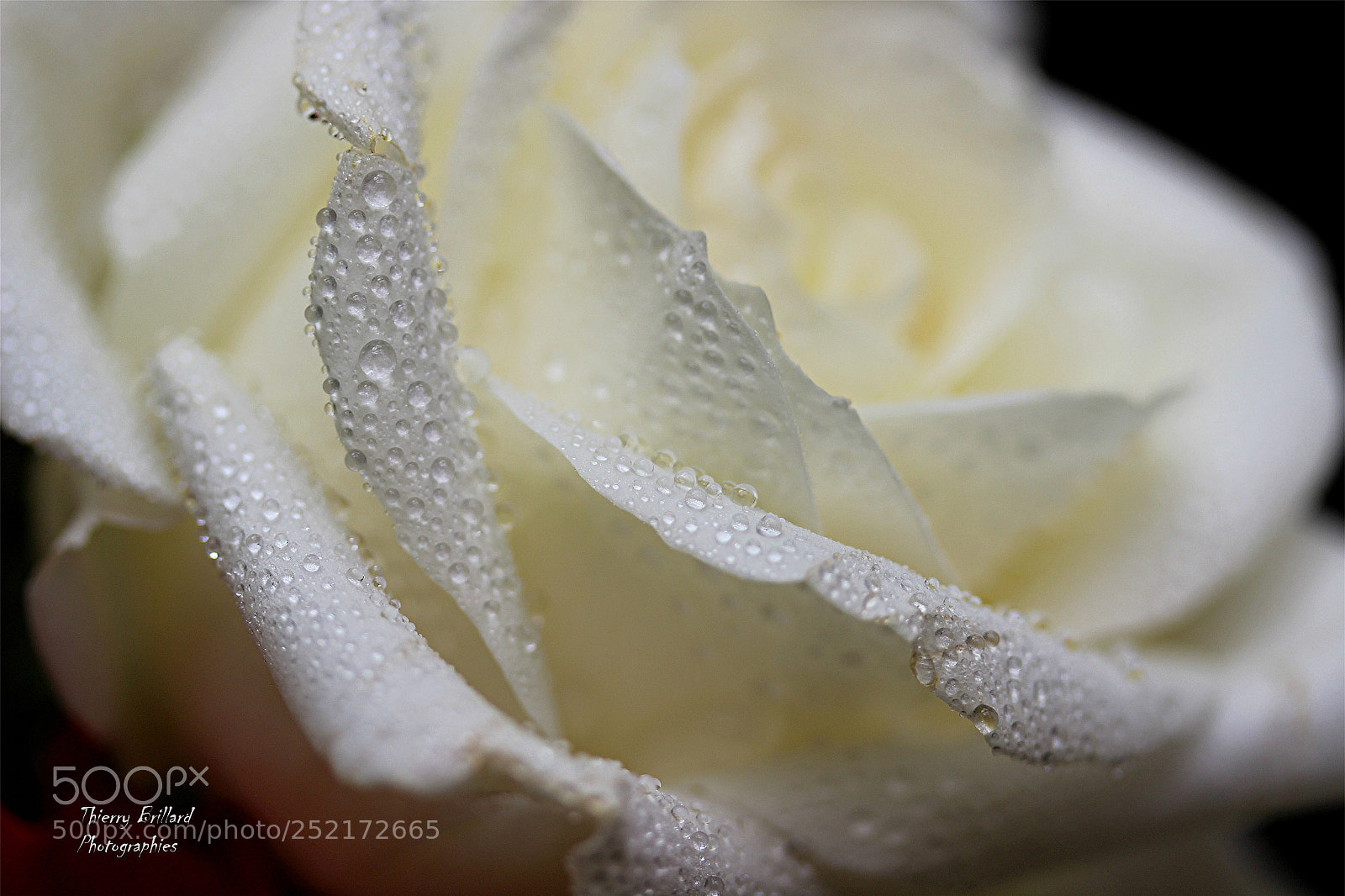 Canon EOS 600D (Rebel EOS T3i / EOS Kiss X5) sample photo. Drops of water on photography