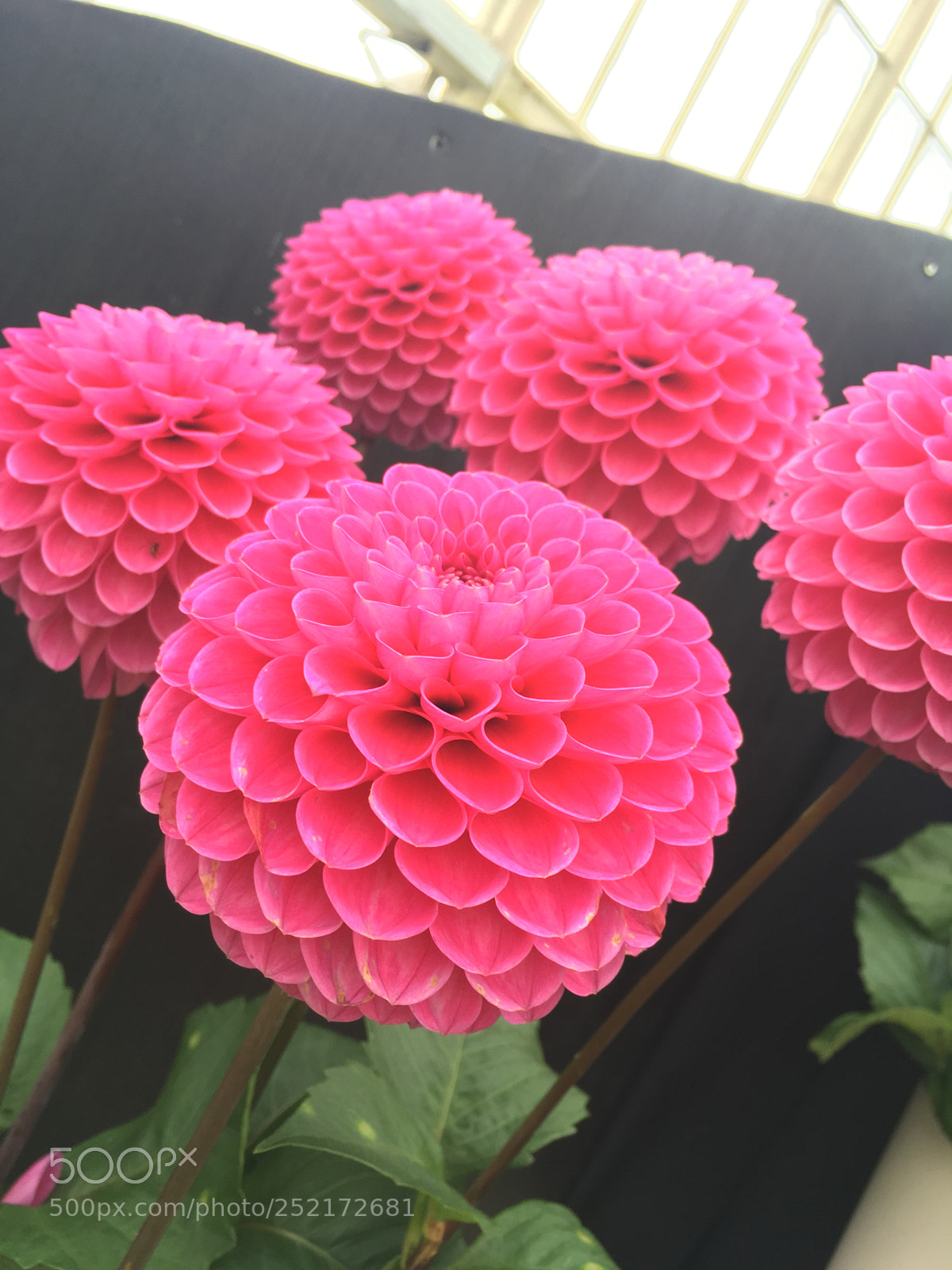 Apple iPhone SE sample photo. Flowers ??? photography