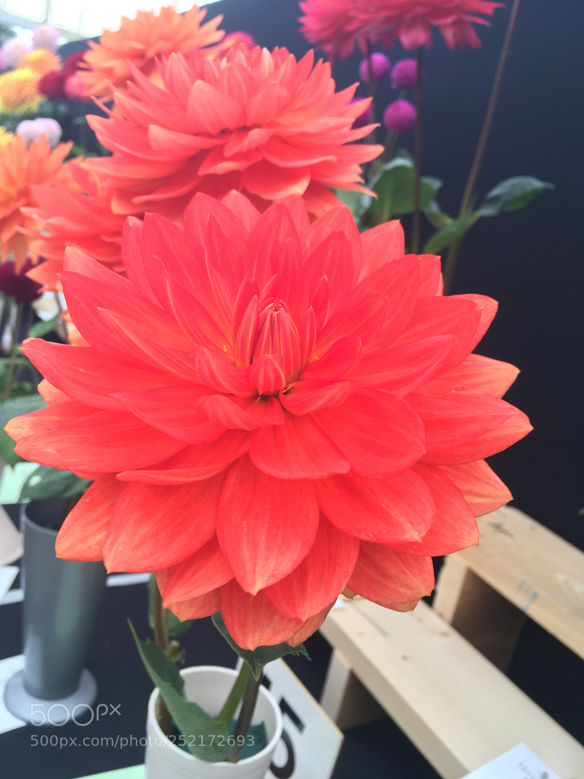 Apple iPhone SE sample photo. Flowers ??? photography