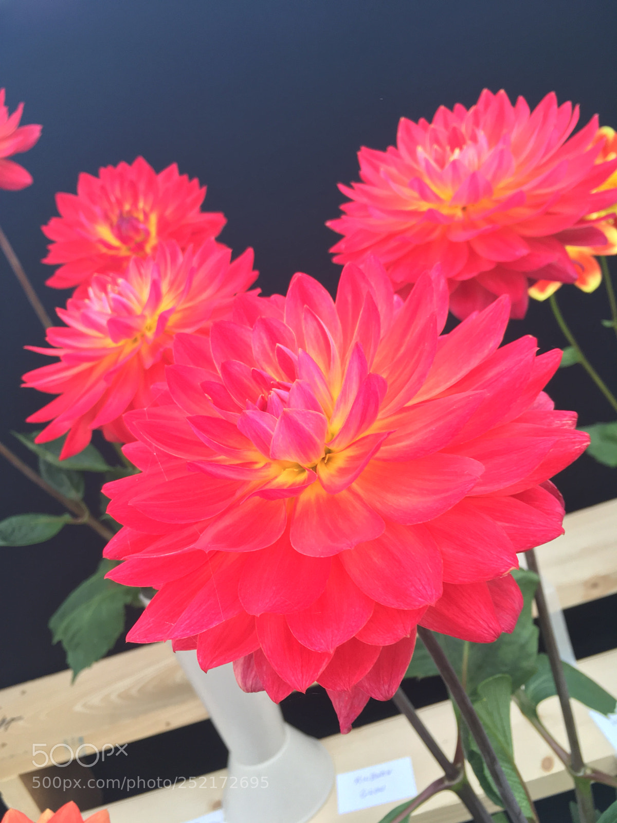 Apple iPhone SE sample photo. Flowers ??? photography