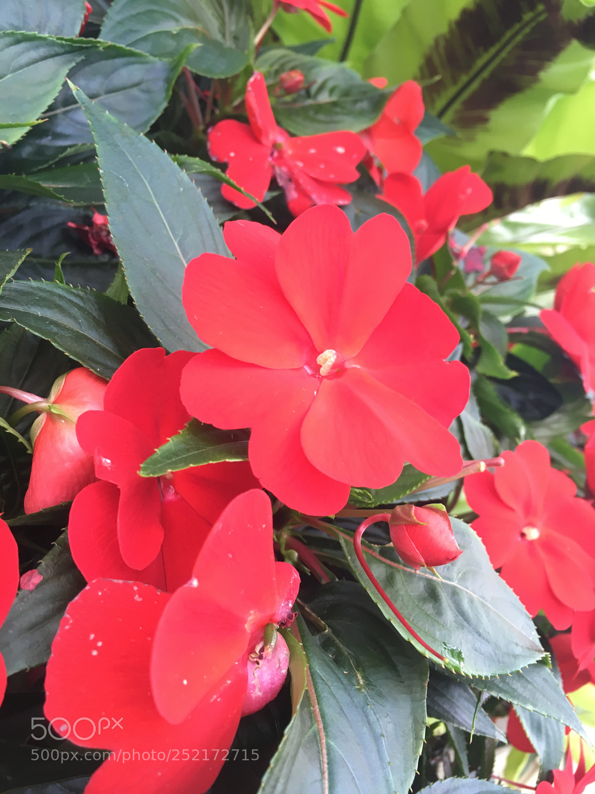 Apple iPhone SE sample photo. Flowers ??? photography
