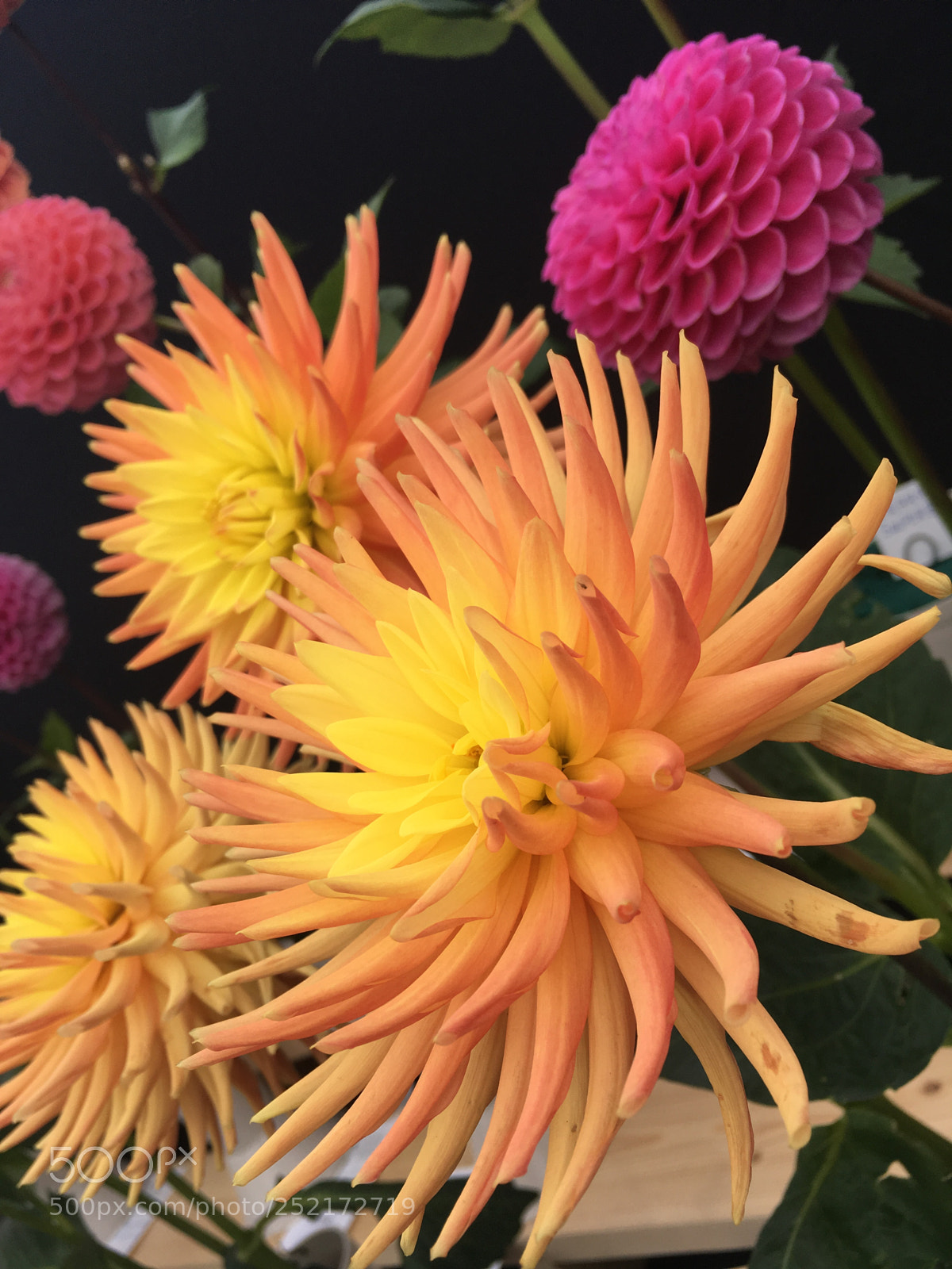 Apple iPhone SE sample photo. Flowers ??? photography