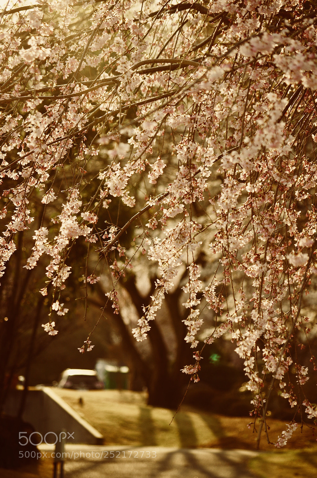 Pentax K-50 sample photo. Cherry blossoms photography