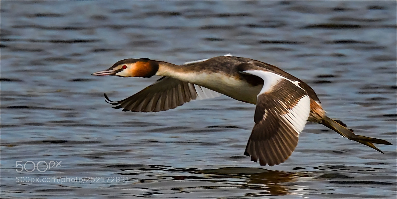 Nikon D500 sample photo. Flying photography