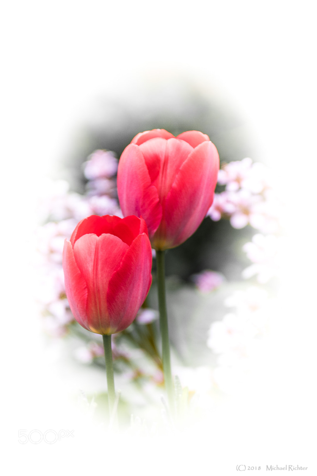 Sony ILCA-77M2 sample photo. Rote tulpen photography