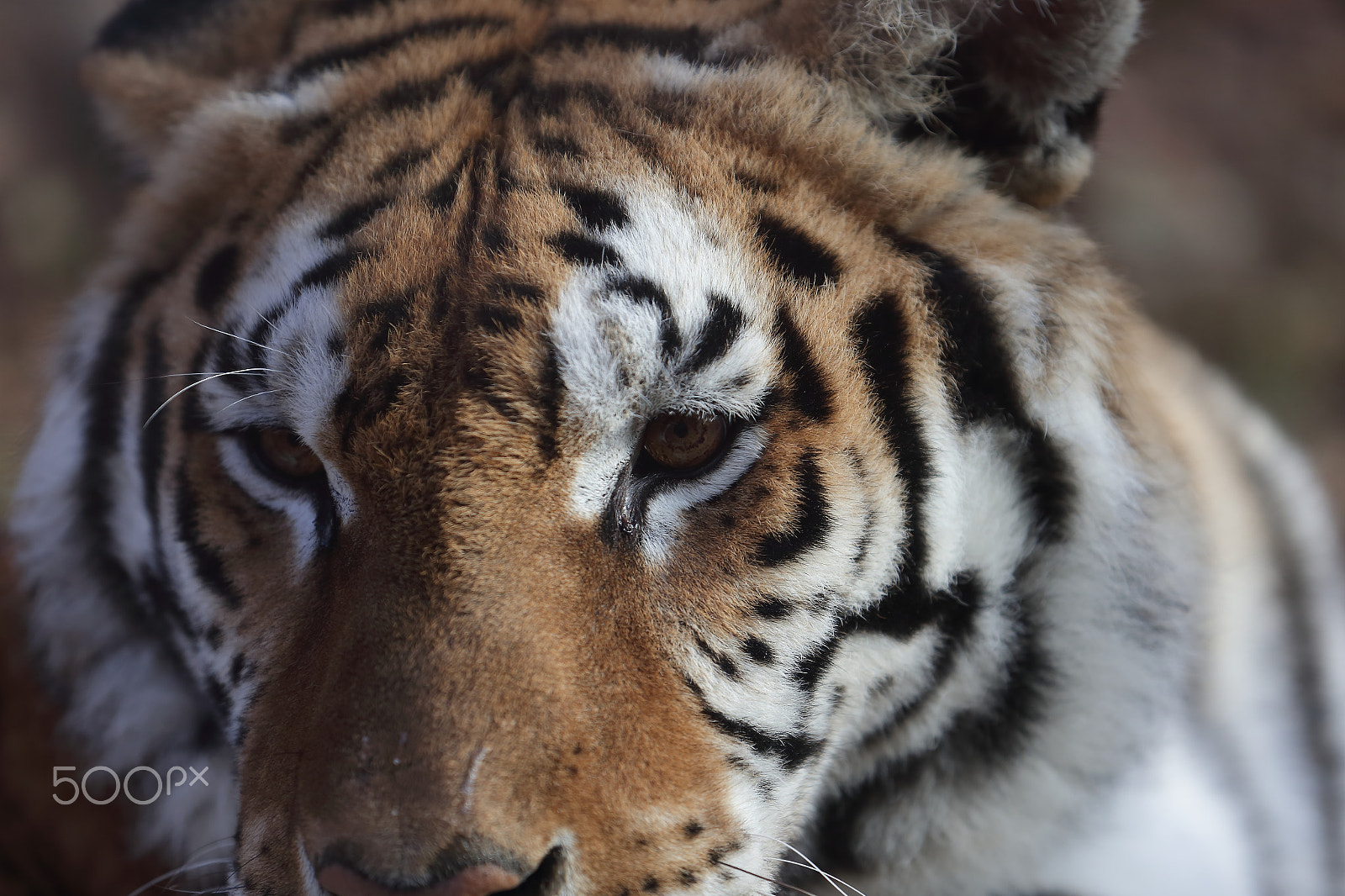 Canon EOS-1D X sample photo. Dx photography