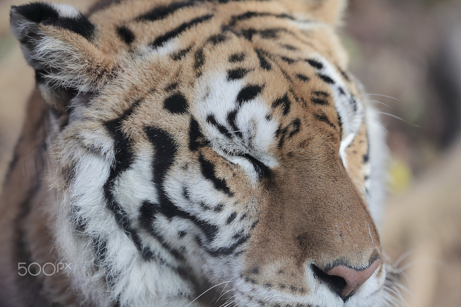 Canon EOS-1D X sample photo. Dx photography